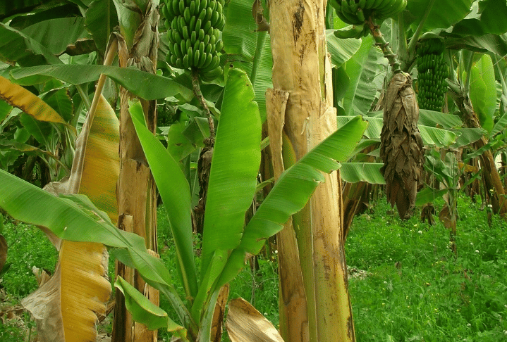 Potret tanaman pisang