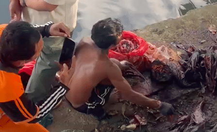 Untuk Bahan Bakso-Siomai, Ikan Sapu-sapu Dijual Rp15 Ribu Per Kilogram