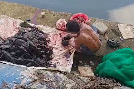 Untuk Bahan Bakso-Siomai, Ikan Sapu-sapu Dijual Rp15 Ribu Per Kilogram