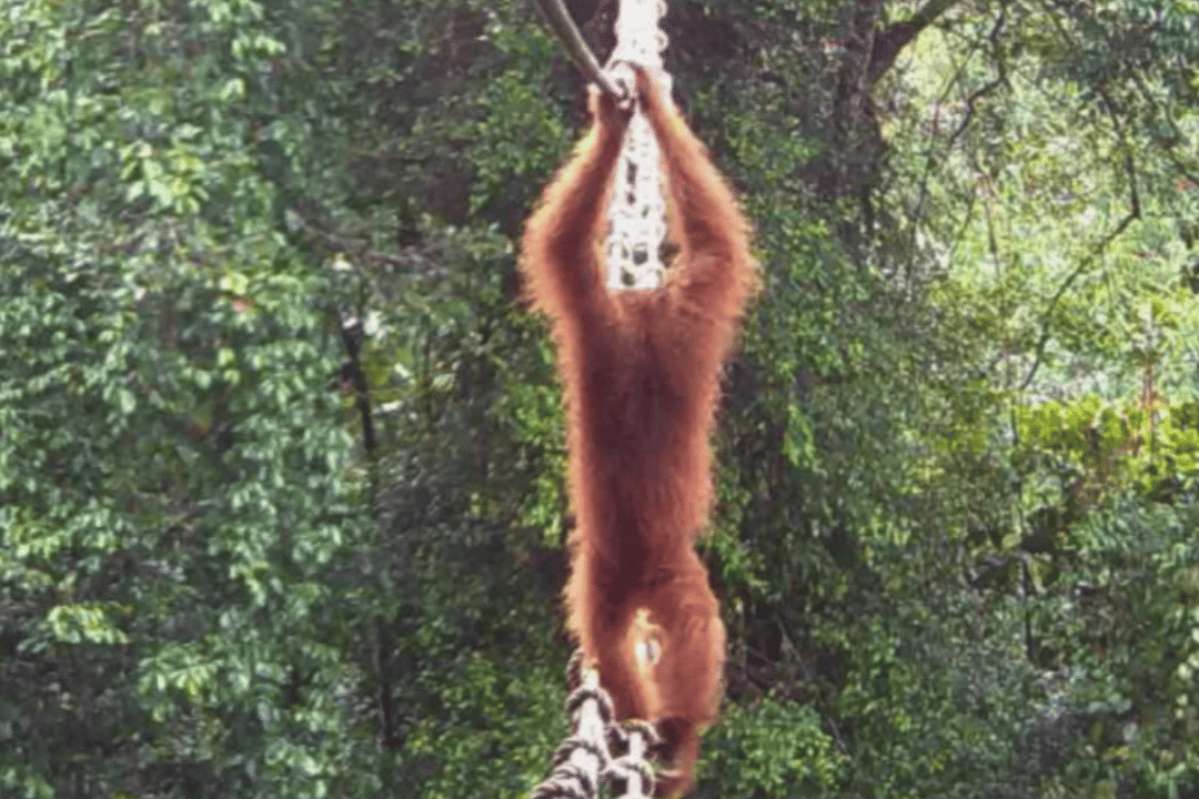 OU Canopy bridge (2).png
