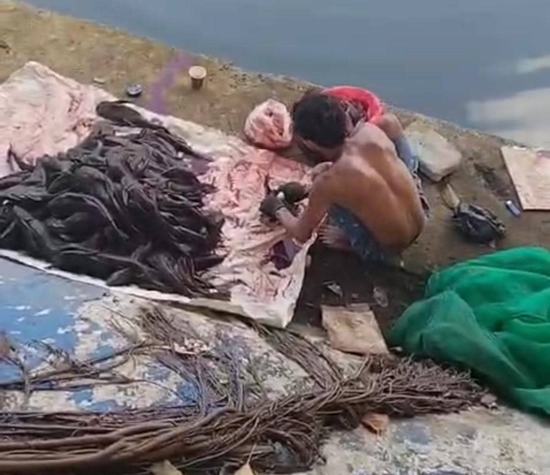 Satpol PP Amankan 5 Orang Jual Ikan Sapu-sapu Diolah Siomai dan Bakso