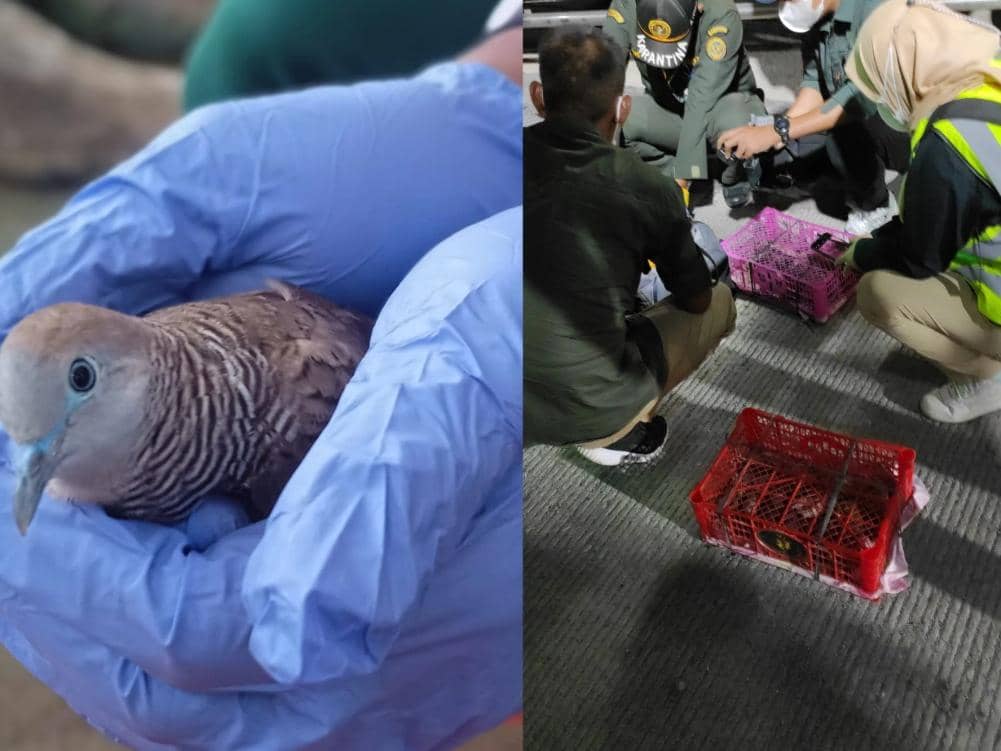 Modus Bus Penumpang, Puluhan Burung Ilegal Sumatra Disita di Bakauheni