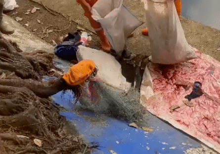 Untuk Bahan Bakso-Siomai, Ikan Sapu-sapu Dijual Rp15 Ribu Per Kilogram