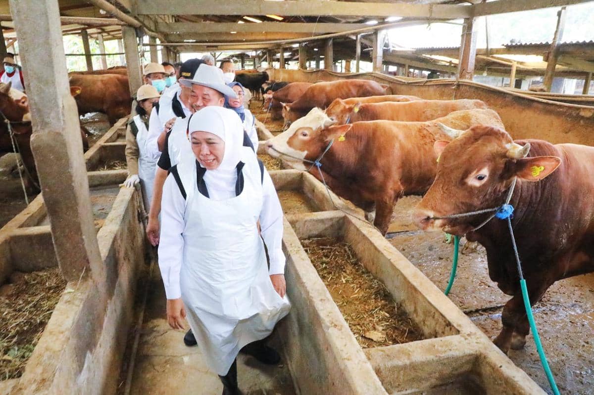 Jatim Surplus Ternak Kurban: Sapi 629 Ribu, Kambing 940 Ribu