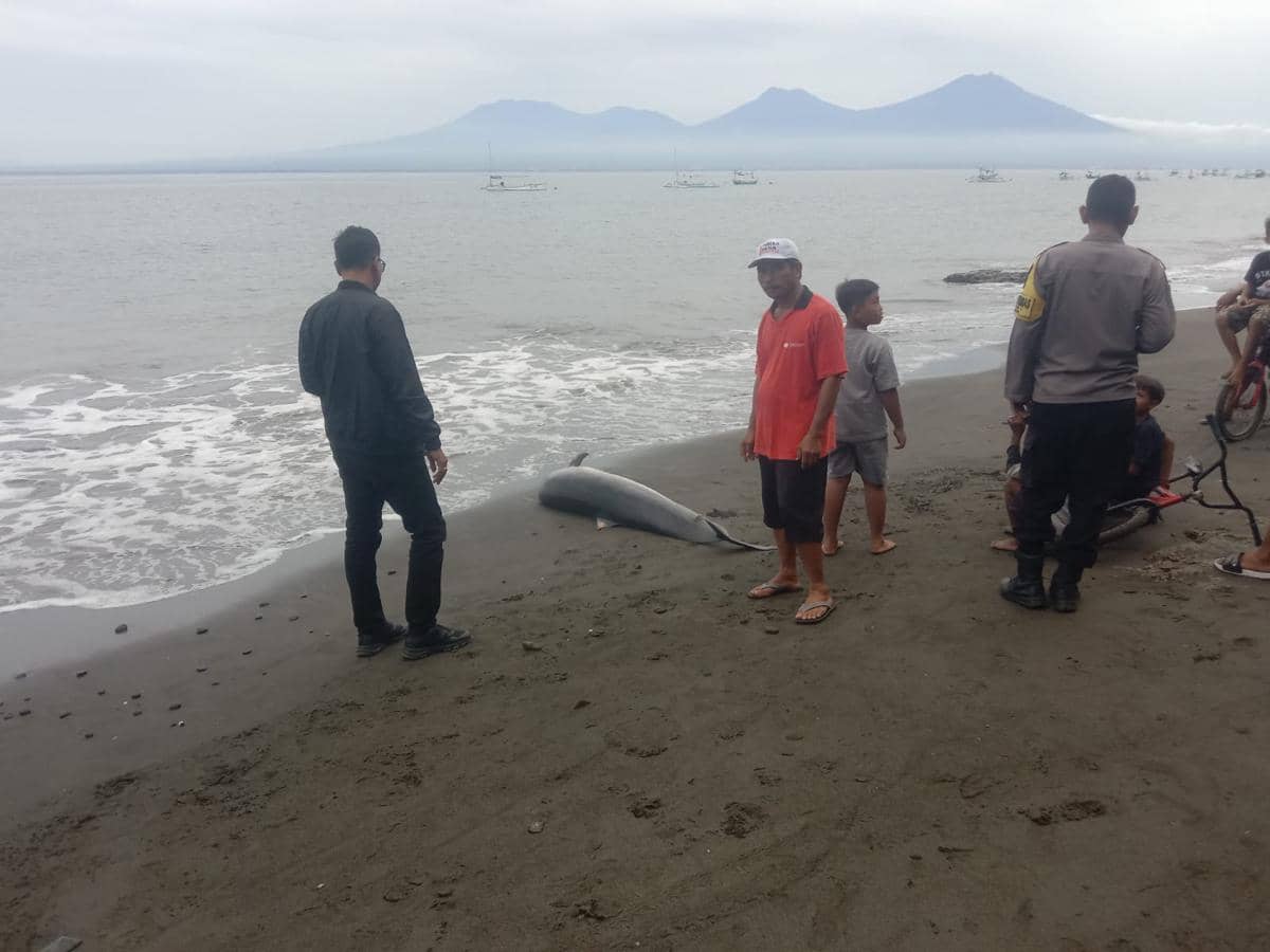 Lumba-lumba Mati Terdampar di Pantai Melaya Jembrana