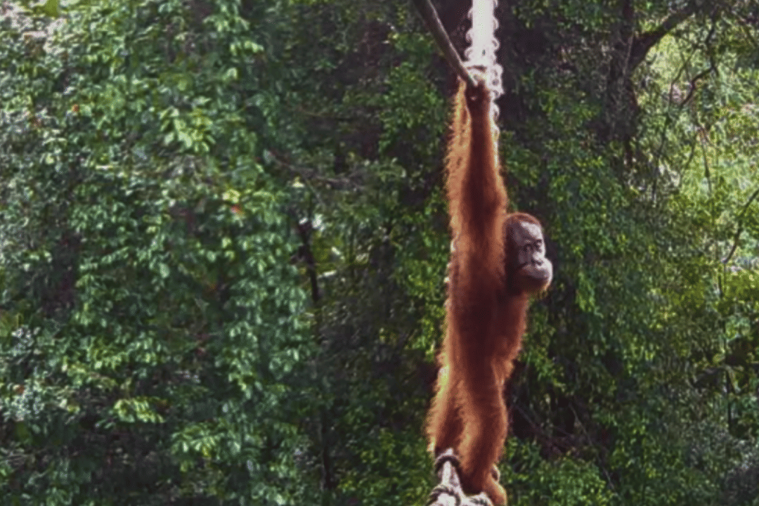 Menilik Jembatan Satwa di Pakpakbharat, Sudah Dilintasi Orangutan