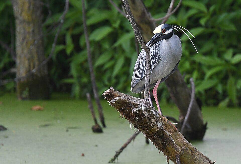 Bangau Nyctanassa violacea