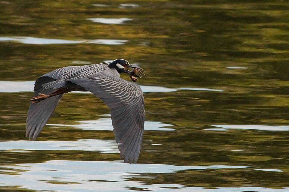 Bangau Nyctanassa violacea
