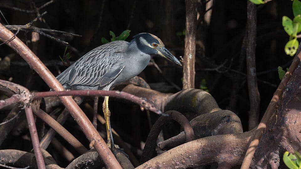 Bangau Nyctanassa violacea