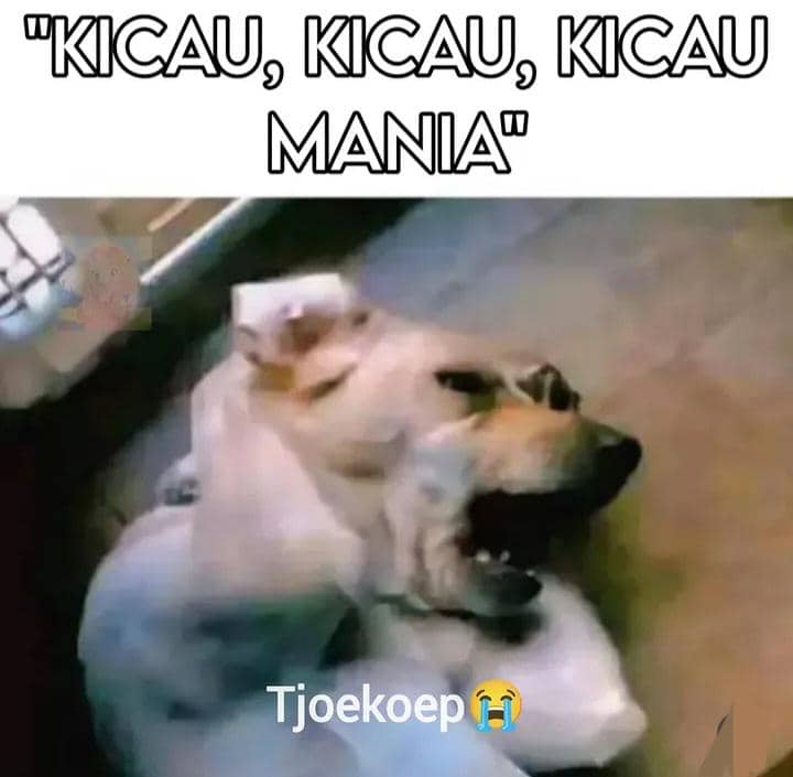 meme "Kicau Mania"