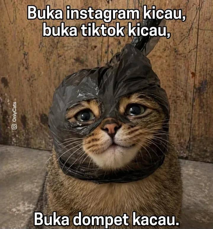 meme "Kicau Mania"