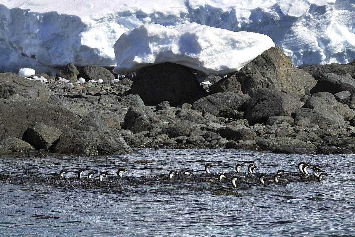 Antarctic shag, si ahli menyelam yang andal untuk berburu di laut es