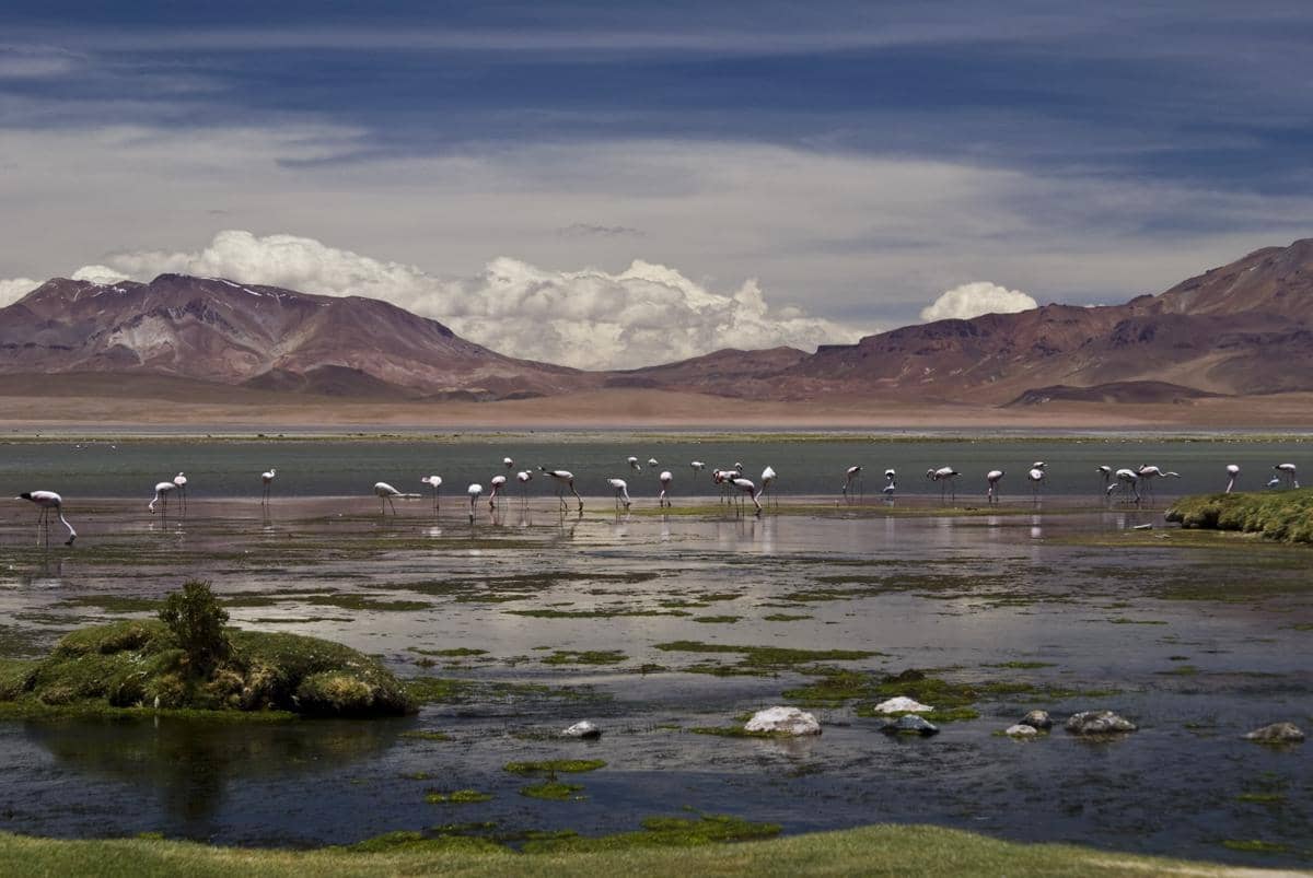keberadaan flamingo di kawasan Reserva Nacional Los Flamencos.