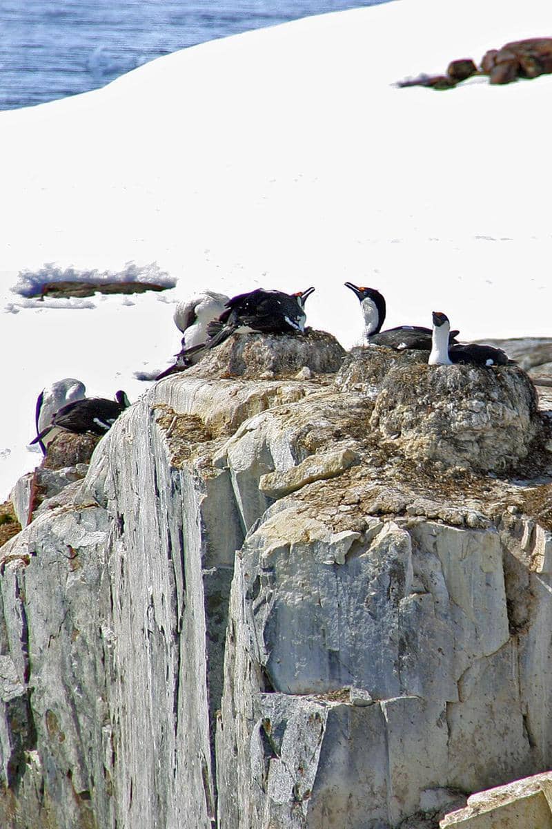 Antarctic shag membangun sarang berbentuk kerucut di tebing