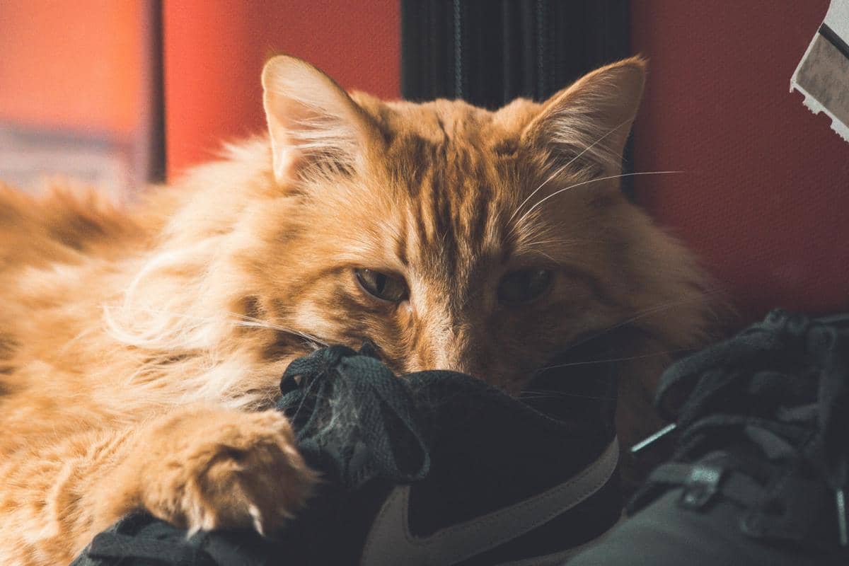 Kucing mencium sepatu