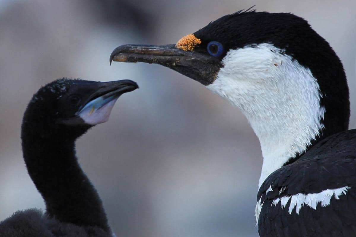 Antarctic shag 