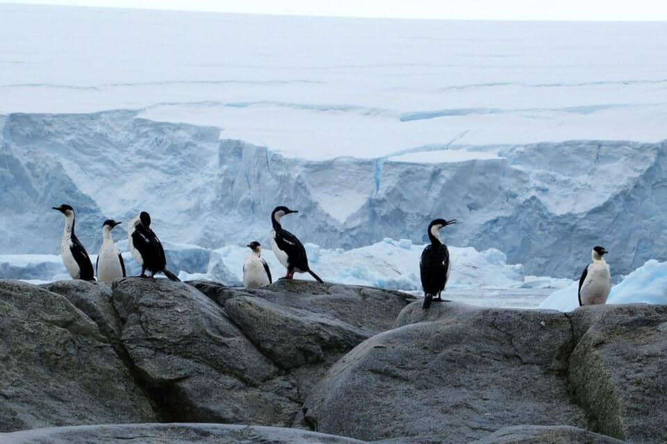 Satu-satunya spesies kormoran yang hidup di Antartika