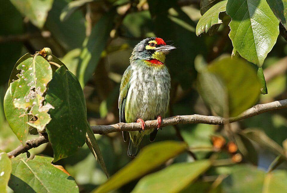 Burung Psilopogon haemacephalus