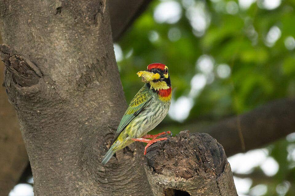 Burung Psilopogon haemacephalus