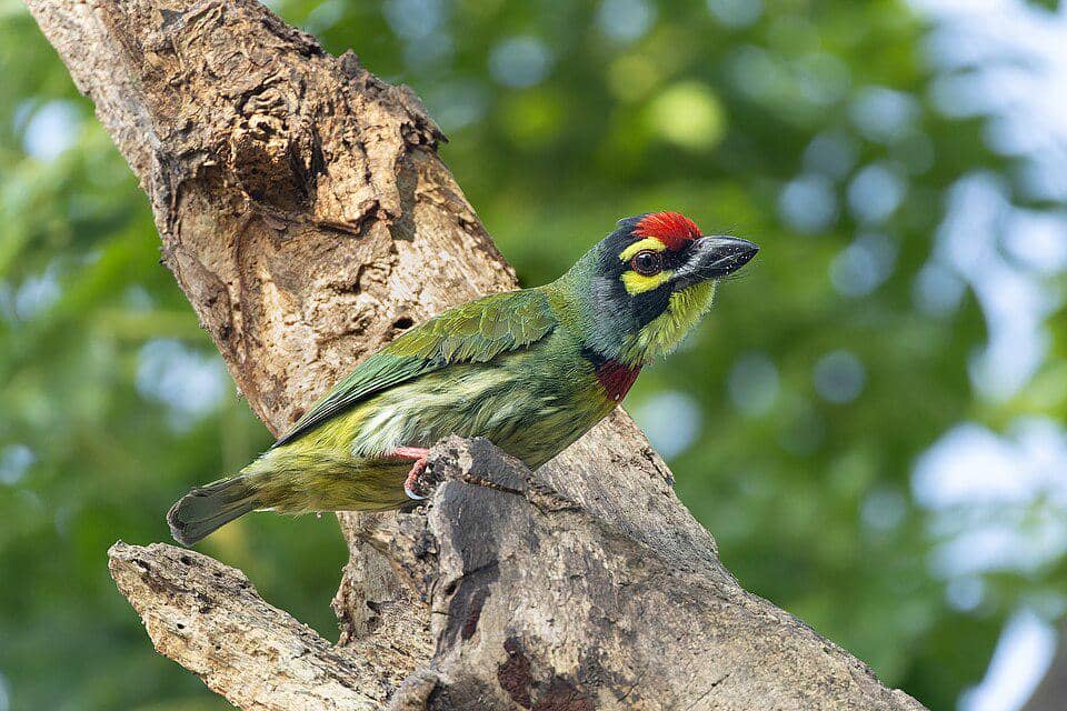 Burung Psilopogon haemacephalus