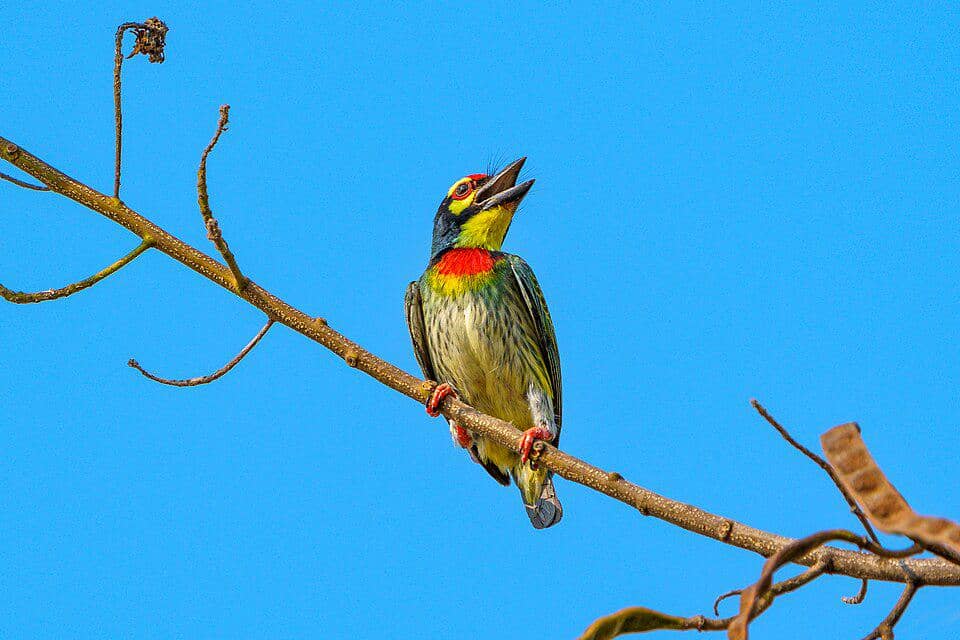 5 Fakta Coppersmith Barbet, Burung Takur Tukang Besi dengan Suara Khas