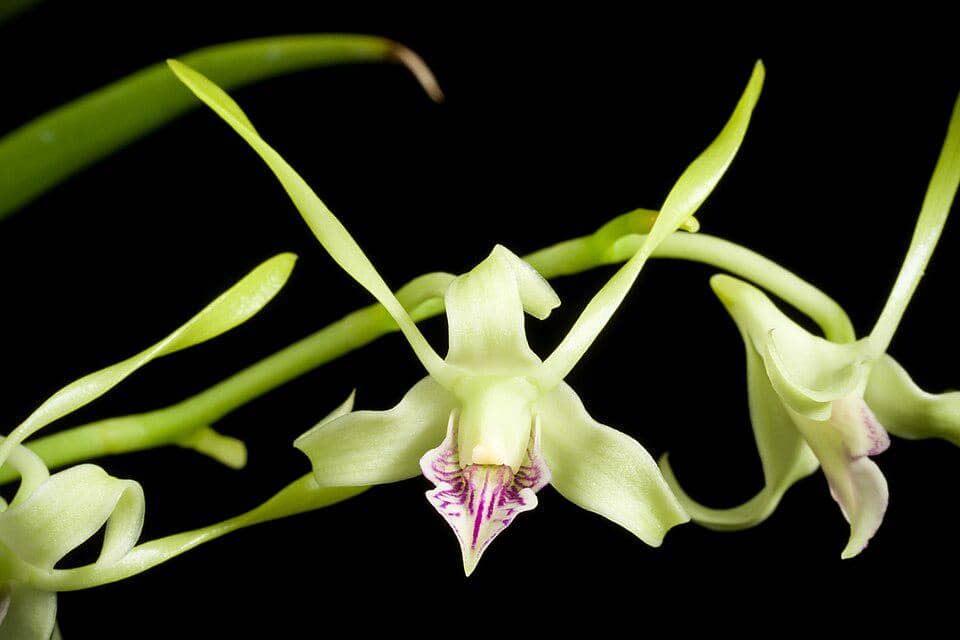 5 Fakta Green Antelope Orchid, Anggrek Bertanduk dari Hutan Tropis