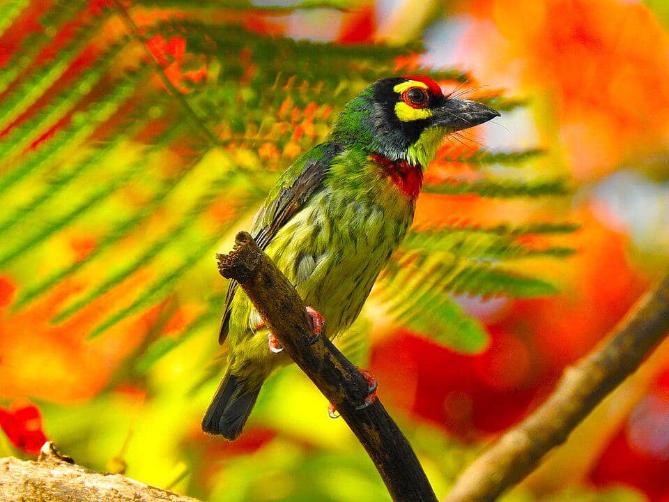 Burung Psilopogon haemacephalus