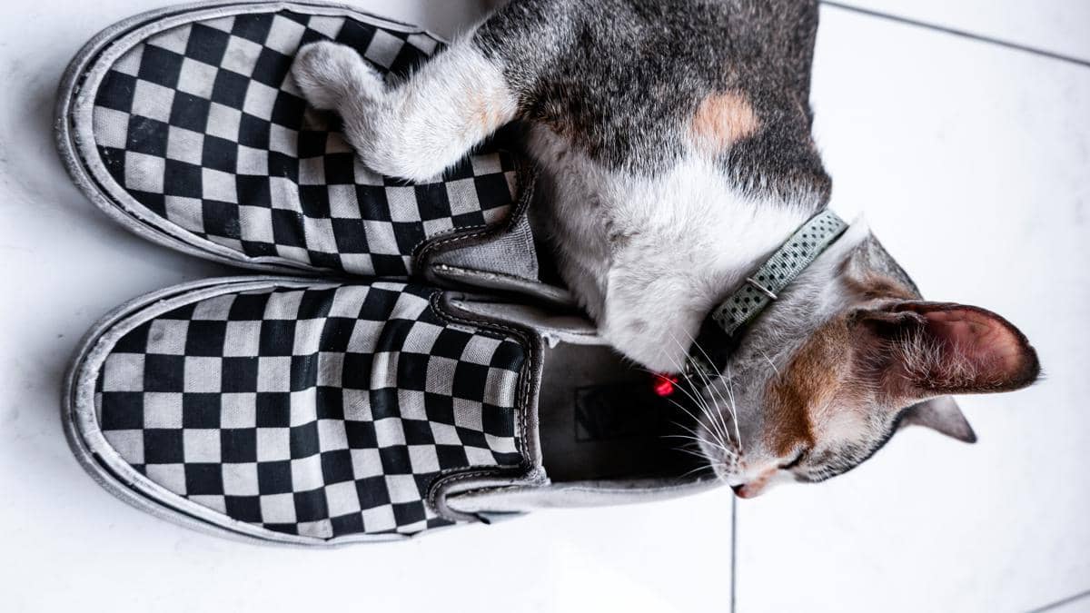 Kucing bermain sepatu