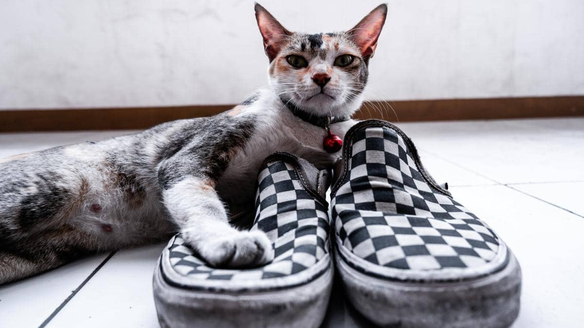 5 Alasan Kenapa Kucing Sangat Menyukai Sepatu Pemiliknya