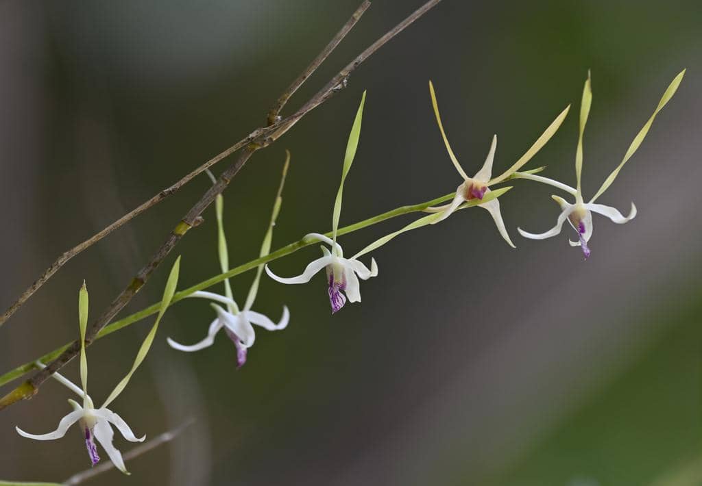 Anggrek Dendrobium antennatum
