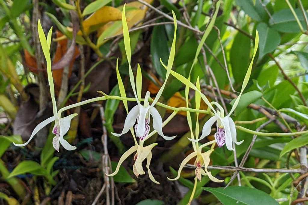 Anggrek Dendrobium antennatum