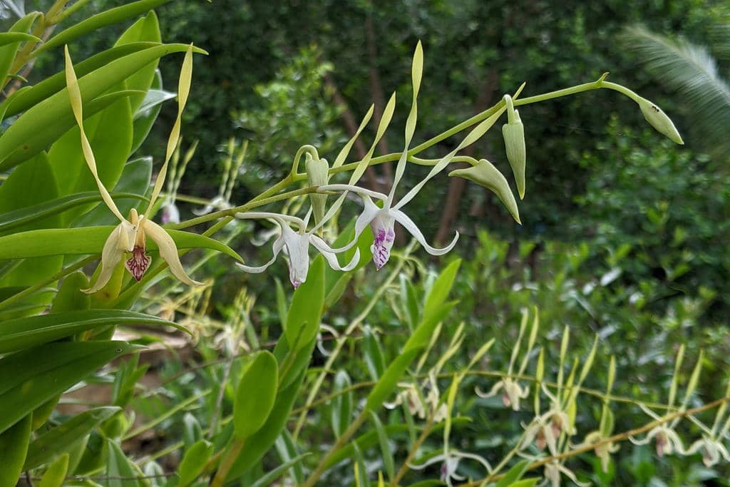 Anggrek Dendrobium antennatum