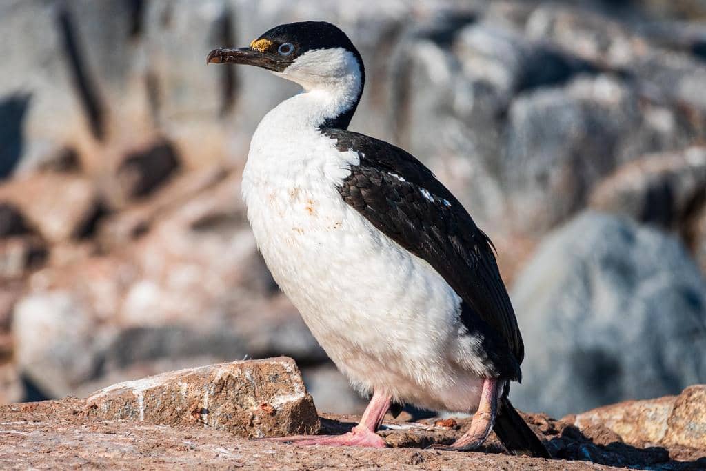 5 Fakta Antarctic Shag, Kormoran Mata Biru dari Benua Es yang Dingin