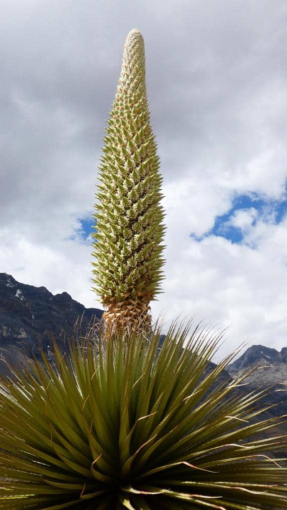Puya raimondii punya berbungaan tertinggi di dunia