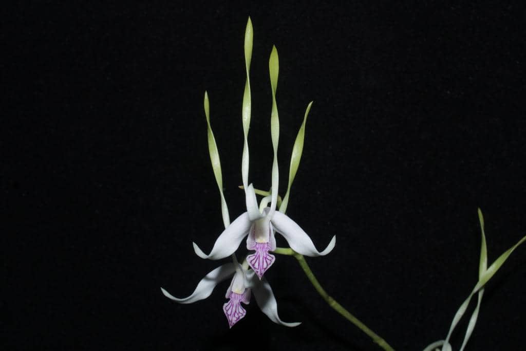 Anggrek Dendrobium antennatum