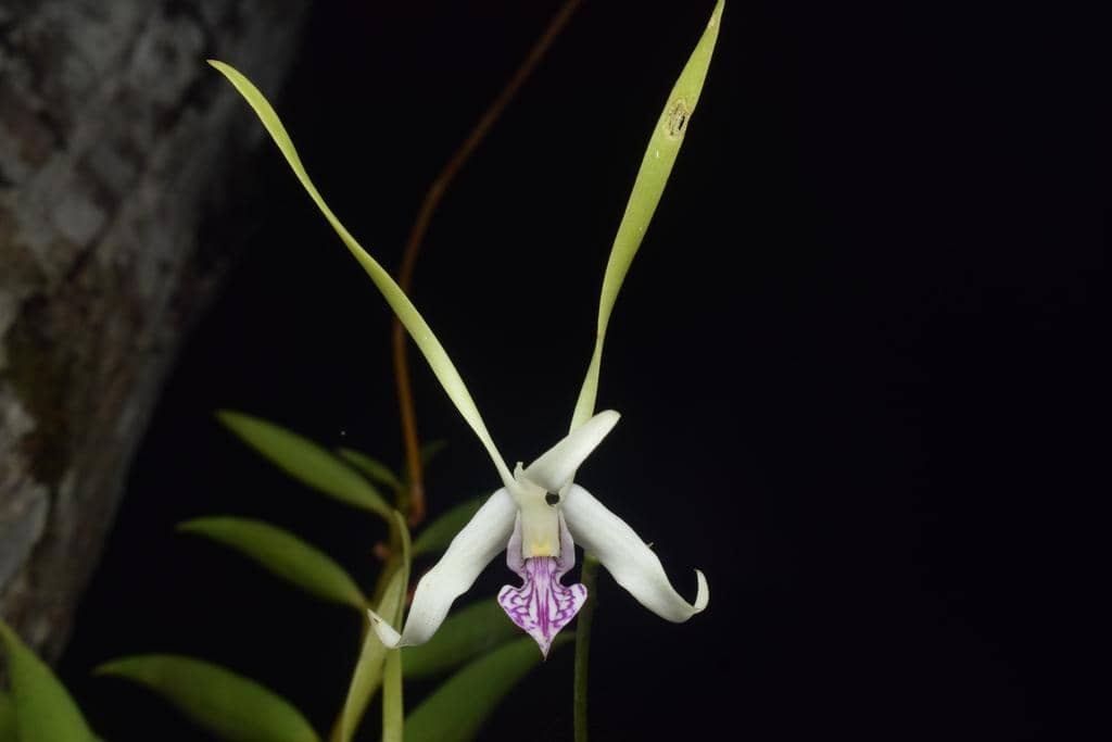 Anggrek Dendrobium antennatum