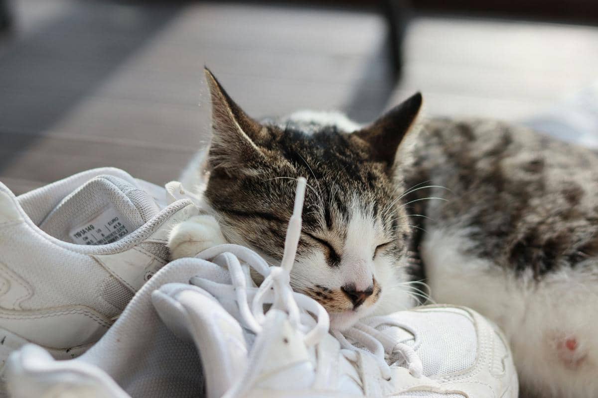Kucing di dekat sepatu