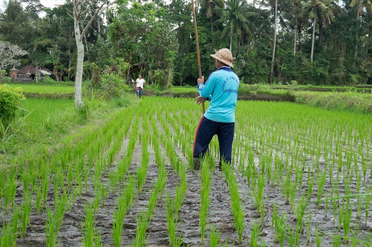 ilustrasi sawah, petani padi di Indonesia