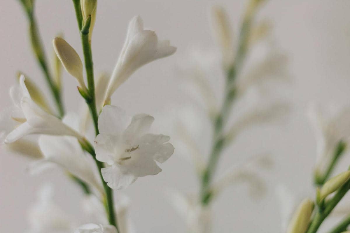 ilustrasi bunga sedap malam