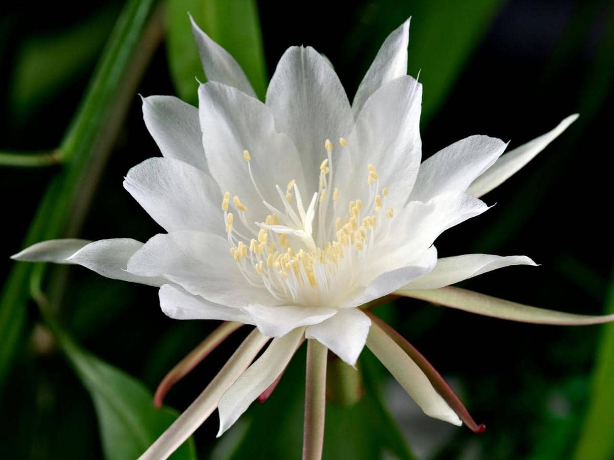 ilustrasi wijaya kusuma