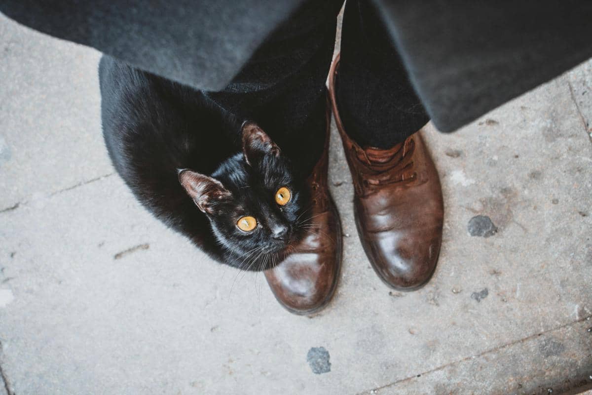 Kucing di dekat sepatu