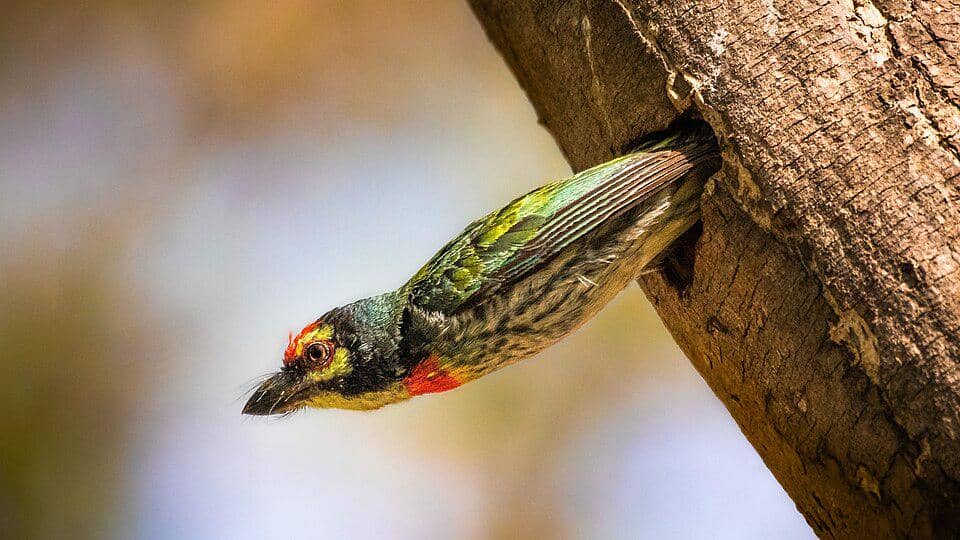 Burung Psilopogon haemacephalus