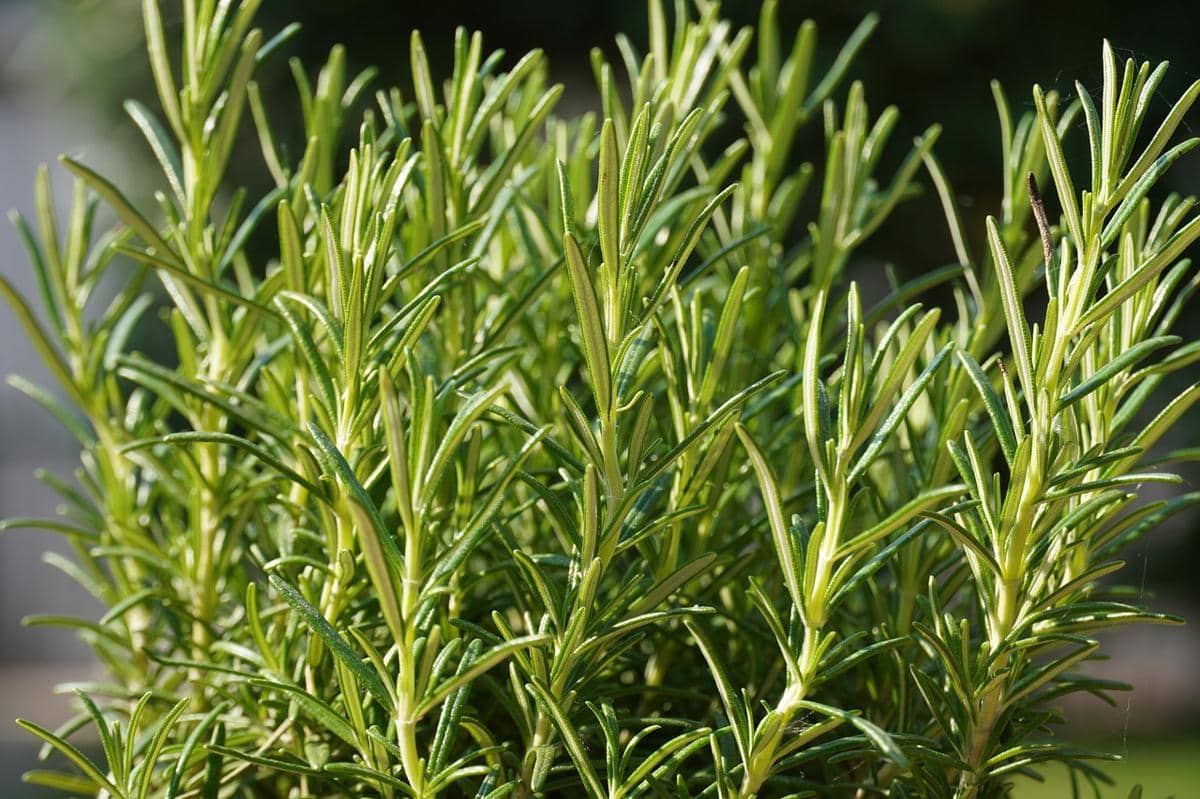 Potret rosemary