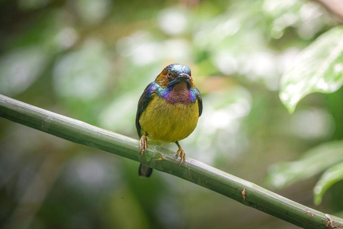 Burung-Madu Kelapa