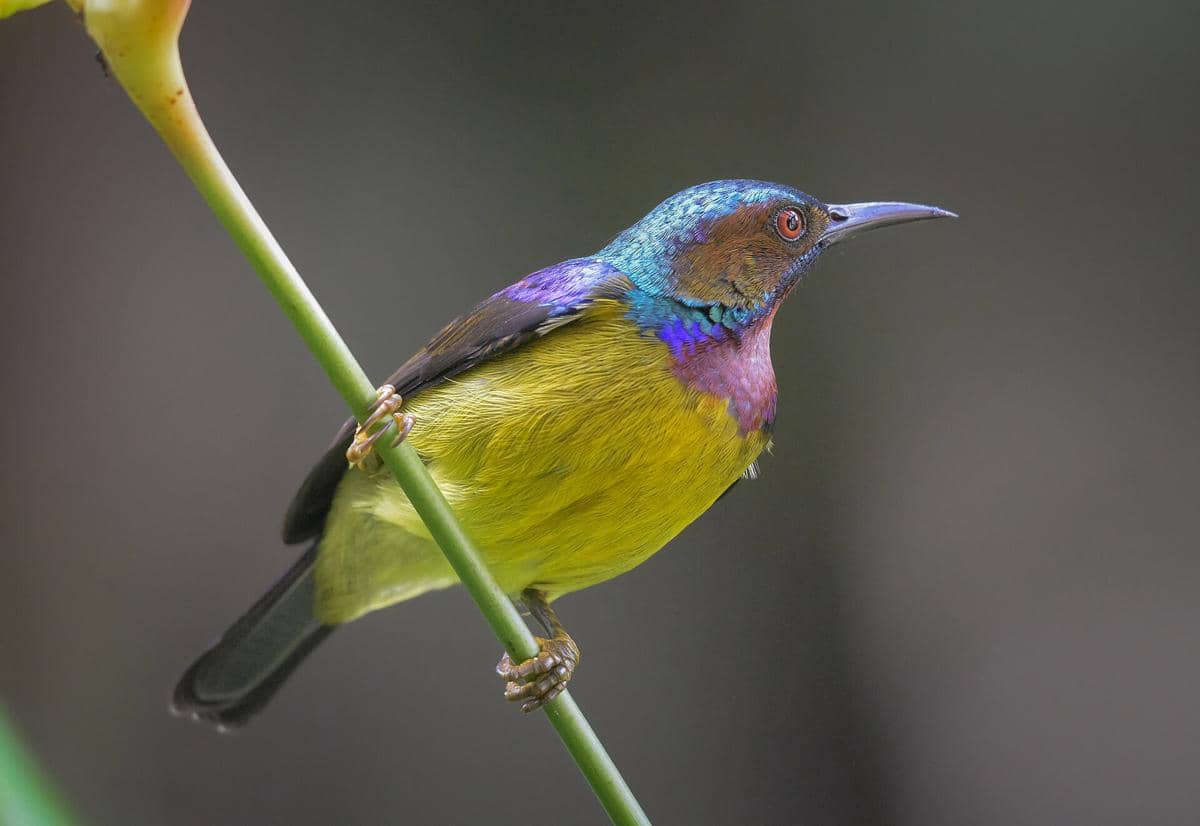 5 Fakta Burung Madu Kelapa, si Mungil dengan Warna Bulu Metalik
