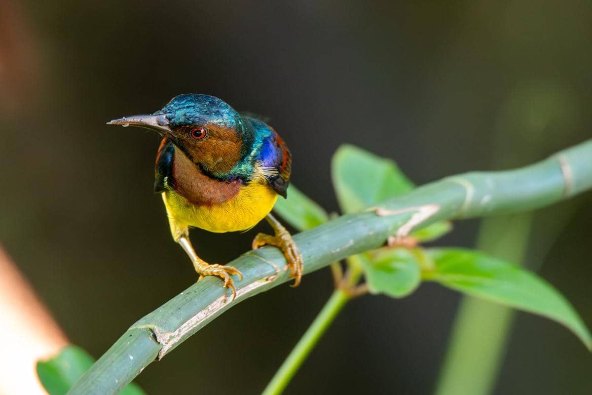 Burung-Madu Kelapa