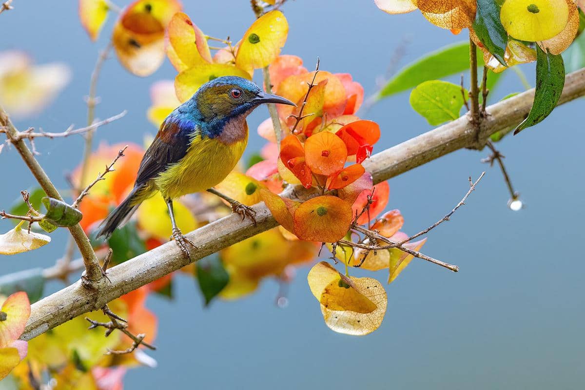 Burung-Madu Kelapa