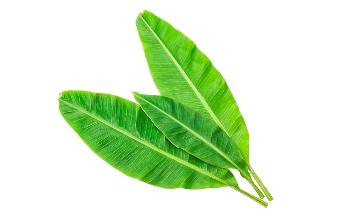ilustrasi daun pisang