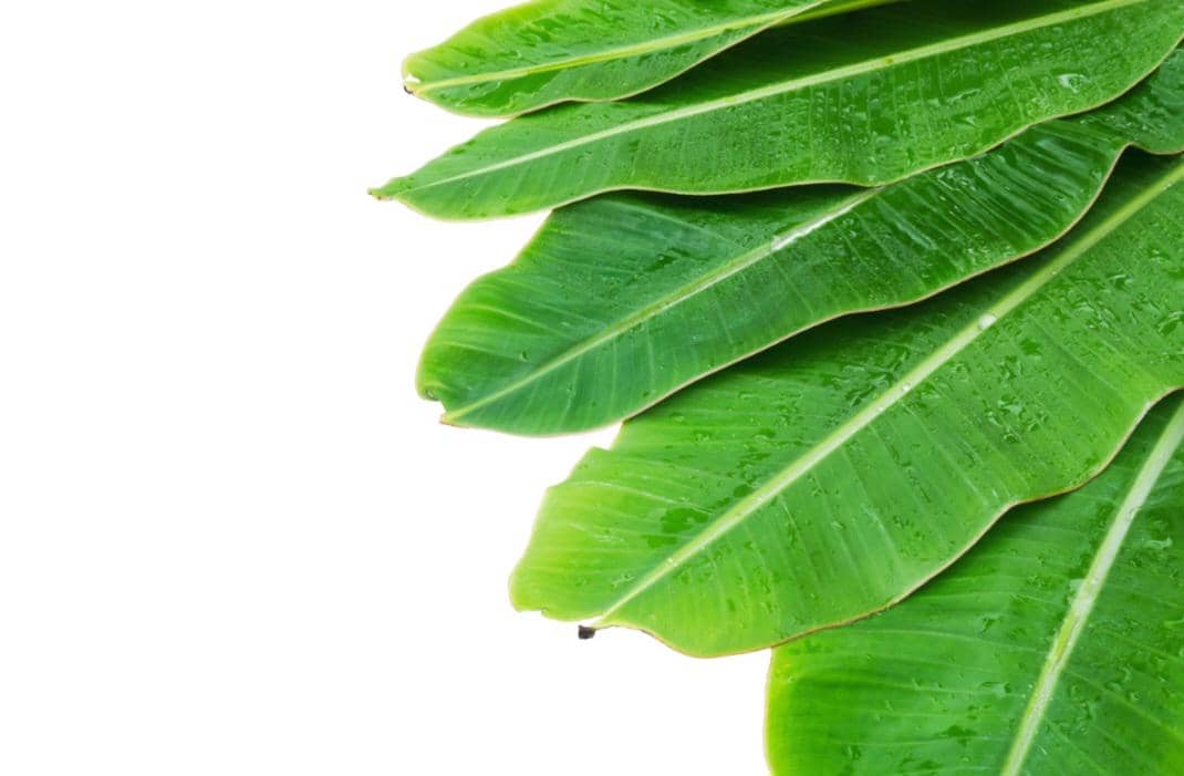 ilustrasi daun pisang