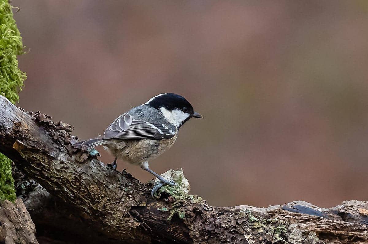 Coal Tit 